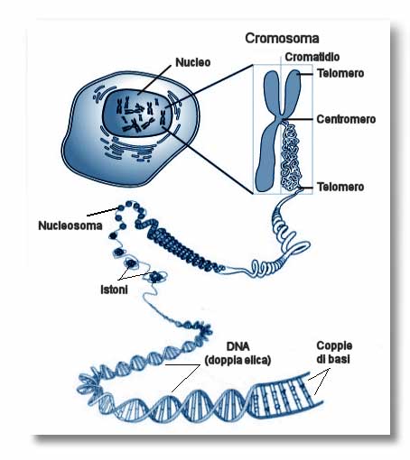 Il DNA, che porta istruzioni genetiche, risiede nel nucleo