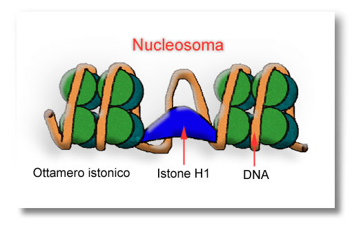 Nucleosoma