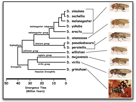 Drosophila