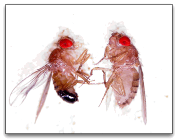 drosophila