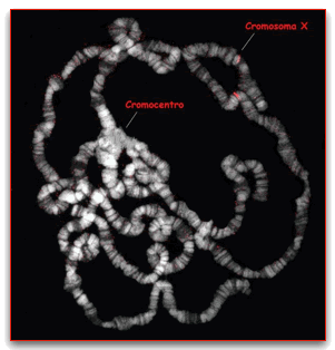 drosophila